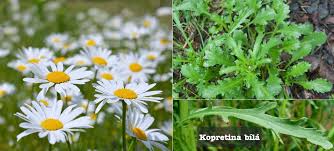 Image result for foto Kopretina