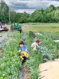 Companion planting is a great way to help get rid of squash bugs and their damage. How To Get Rid Of Squash Bugs Old Wood Hollow