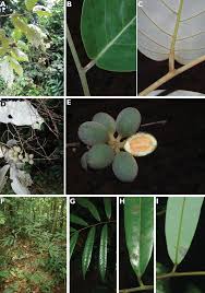 Image result for Monanthotaxis poggei