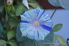 Fortunately morning glories are so vigorous that the damage may be unsightly but not harmful to the plants. Easy To Grow Morning Glories A Privacy Screen From Seeds Flower Patch Farmhouse