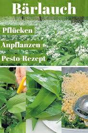 .bärlauch, einen wild wachsenden verwandten von schnittlauch, knoblauch und zwiebel. Barlauch Selbst De Barlauch Pflanzen Schattenpflanzen Garten Barlauch
