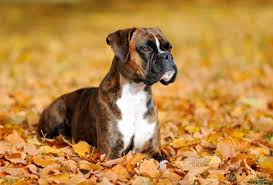 Select from premium boxer hund images of the highest quality. Boxer Hunde