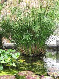 Image result for Cyperus dives