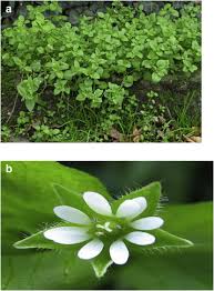 Image result for Stellaria