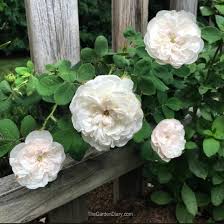 Mawar bunga bunga merah sexy red ukuran besar rp 17.500 stok: Bunga Mawar Jenis Harga Dan Tanaman Bunga Mawar