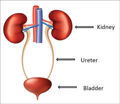 Hematuria Blood In Urine Healthychildren Org