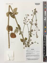 Image result for Mesosphaerum