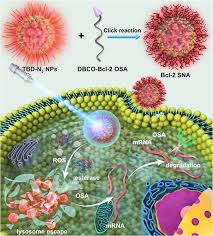 If the lysosome gets ruptured or bursts open within a cell then it will cause autolysis i.e, it will digest the entire cell along with the cell organelles. Light Induced Self Escape Of Spherical Nucleic Acid From Endo Lysosome For Efficient Non Cationic Gene Delivery Shi 2020 Angewandte Chemie International Edition Wiley Online Library