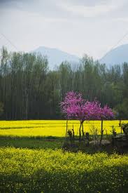 For added convenience, the property can provide towels and bed linen for an extra charge. Mustard Field In Jammu And Kashmir India Valley Of Flowers Jammu And Kashmir Field Of Dreams
