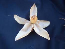 Image result for Merremia stellata