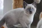 Siamese cat - Wikipedia
