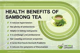 7 Health Benefits Of Sambong Tea You Probably Never Knew Sambong Health Benefits Oolong Tea Health Benefits