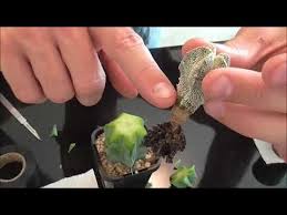 And here's how to do it. How To Graft Cactus Part 2 Youtube Grafted Cactus Grafting Cactus