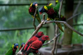 The kuala lumpur national park is home to over 90% of birds that are found locally and the rest of the birds came from overseas. File Lorikeets Kuala Lumpur Bird Park Malaysia 8a Jpg Wikipedia