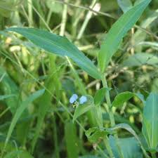 Image result for Commelina petersii
