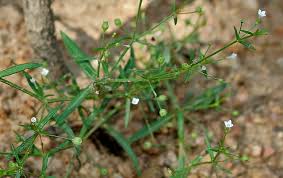 Image result for Oldenlandia herbacea