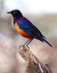 My find leura is a starling unlike alicia how is a mean evil little girl. Starling Wikipedia