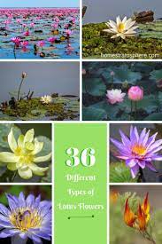 Check spelling or type a new query. 36 Different Types Of Lotus Flowers Lotus Garden Lotus Flowers
