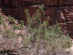 Image result for Suaeda monoica