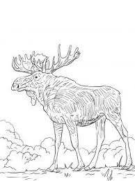 Eurasia Elk Coloring Page Super Coloring Deer Coloring Pages Animal Coloring Pages Coloring Pages