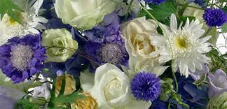 Un bel fiore a campanula; Simbolismo Dei Colori Dei Fiori Qui Potrete Conoscere I Fiori