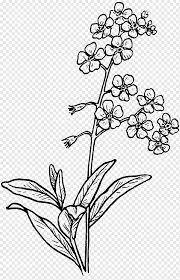 The best selection of royalty free botanical drawing jasmine vector art, graphics and stock illustrations. Flower Sketch Png Images Pngwing