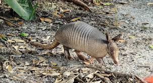 Mammals - Mammals - Animal Encyclopedia