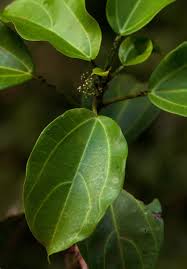 Image result for Scepocarpus