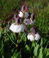 Image result for Trichodesma physaloides