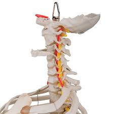 We did not find results for: Anatomical Teaching Models Plastic Spinal Column Vertebrae Model Flexible Spine Model With Ribs And Femur