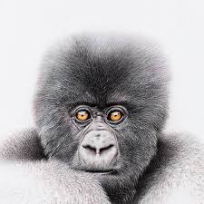 We did not find results for: Drawing Realistic Baby Drawings Of Animals