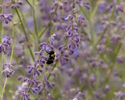 Image result for perovskia atriplicifolia 'little spire'