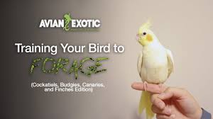 The general lifespan is known to be between 10 and 20 years. Foraging For Cockatiels Budgies Canaries And Finches Youtube