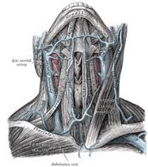 The left common carotid artery branches directly off the aortic arch and extends into the neck. Jugular Vein Wikipedia