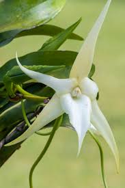 Image result for Angraecum moandense