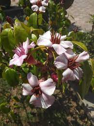 Maybe you would like to learn more about one of these? Bunga Liar Yang Cantik Steemit