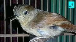 Adapun burung flamboyan ini tergolong jenis burung yang memiliki ukuran tubuh kecil ya sobat, biasanya ukuran tubuh burung imut ini tidak lebih dari 14 cm, dan untuk bulunya sendiri berwarna kecoklatan. Kicau Burung Flamboyan Mp3