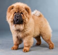 We did not find results for: Dog Breeds Start With Letter C Dogsupreme