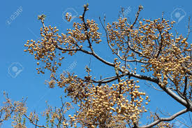 Image result for Melia azedarach