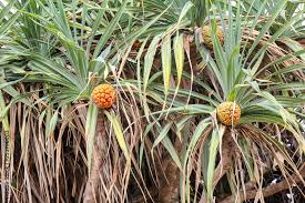 Image result for Pandanus odoratissimus