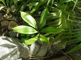 Image result for Afrothismia zambesiaca