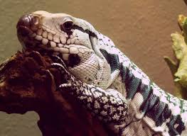 Black And White Lizard Black And White Lizard Tegu By Corazondedios On Deviantart Tegu Lizard Pet Snake