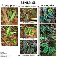 Image result for Blotiella sinuata