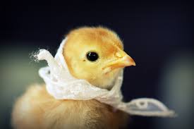 Image result for chickens in hats