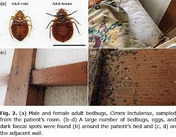 Image result for Cimex lectularius bites