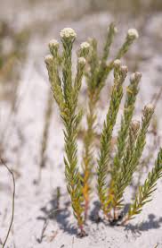 Image result for Holothrix villosa