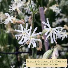Image result for Lintonia nutans