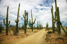 It describes their main features, how they are adapted to live in dry environments, and some of their main ecological roles. Cactus Survival