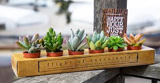 Exotic, night blooming cereus fill the air with a powerfully fragrant perfume. These Succulents Hang With Green Lush Delight