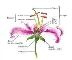 Plant Meiosis Parts Of A Flower Flower Anatomy Flower Structure